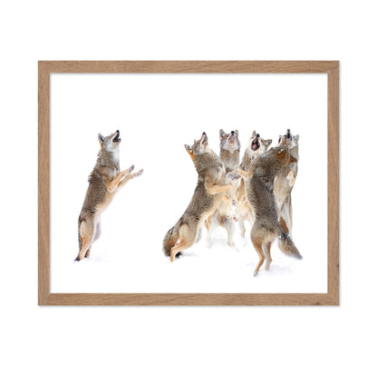 The Choir - Coyotes