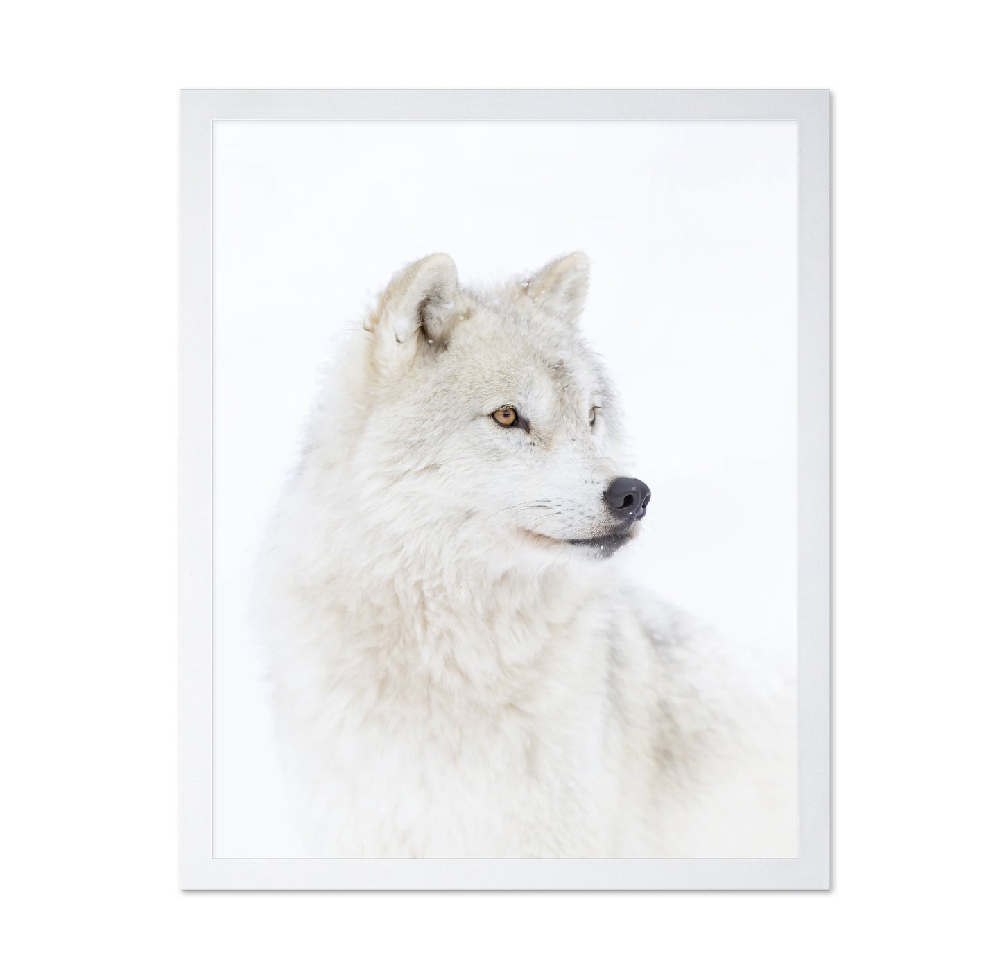 Portrait of an Arctic Wolf
