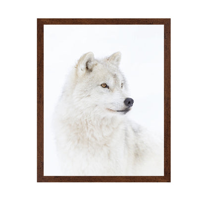Portrait of an Arctic Wolf
