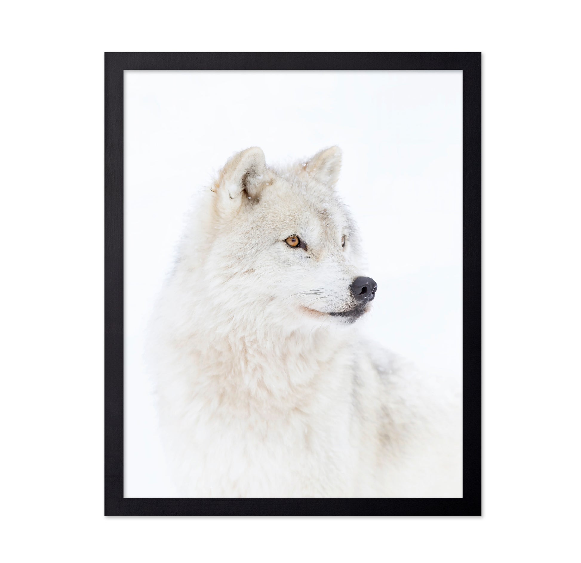 Portrait of an Arctic Wolf