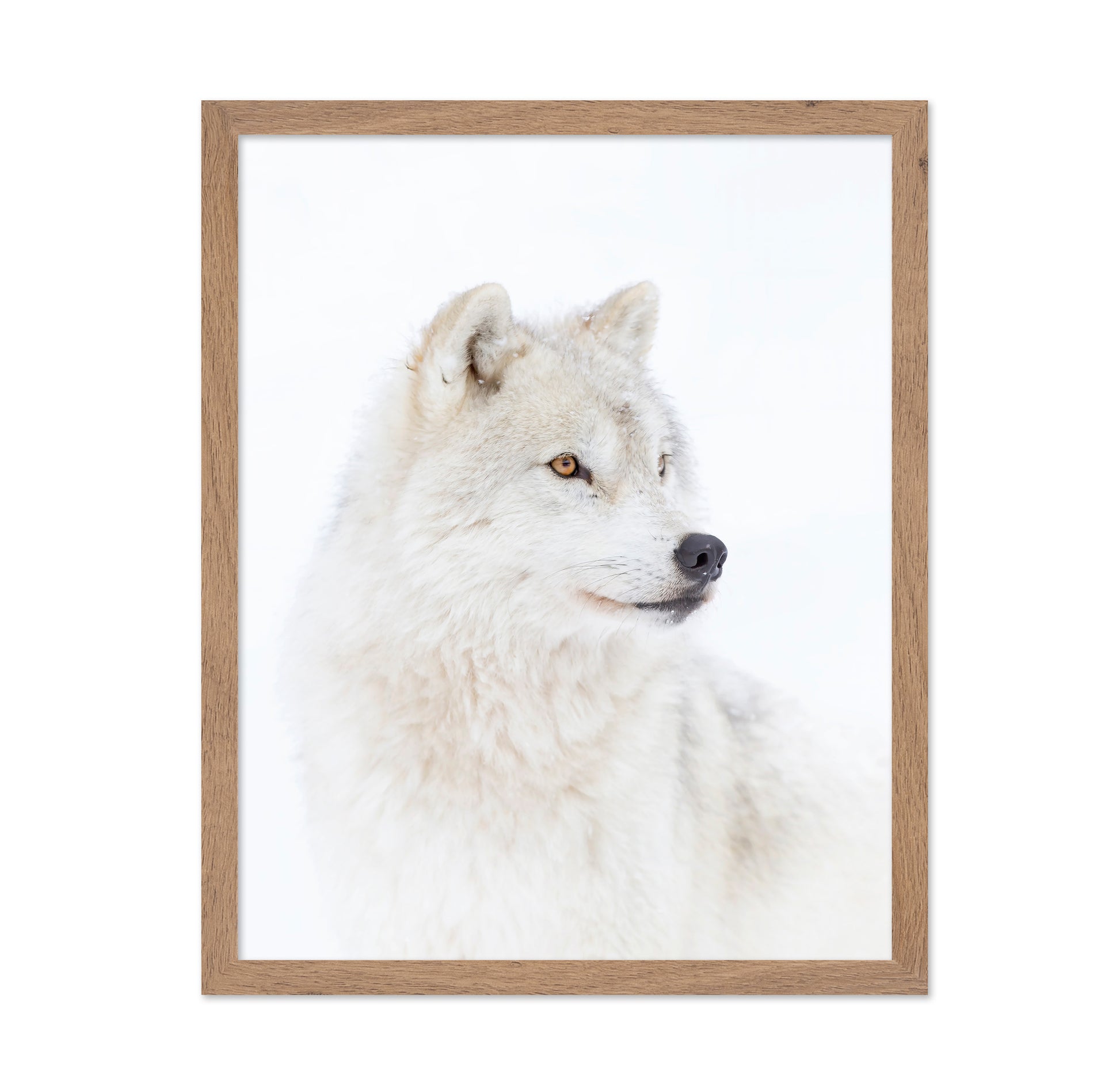 Portrait of an Arctic Wolf