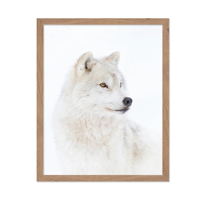 Portrait of an Arctic Wolf