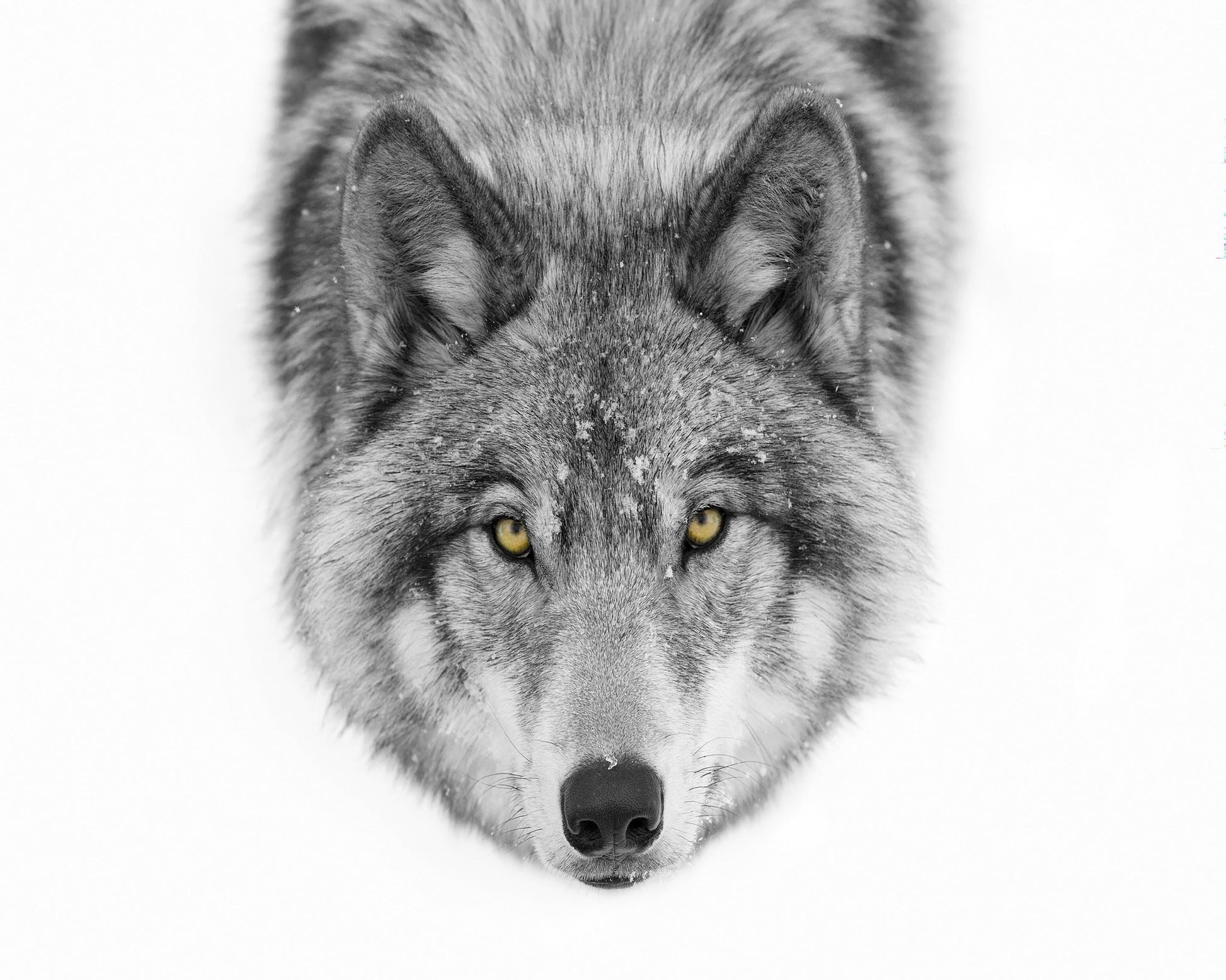Yellow Eyes - Timber Wolf