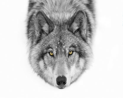 Yellow Eyes - Timber Wolf