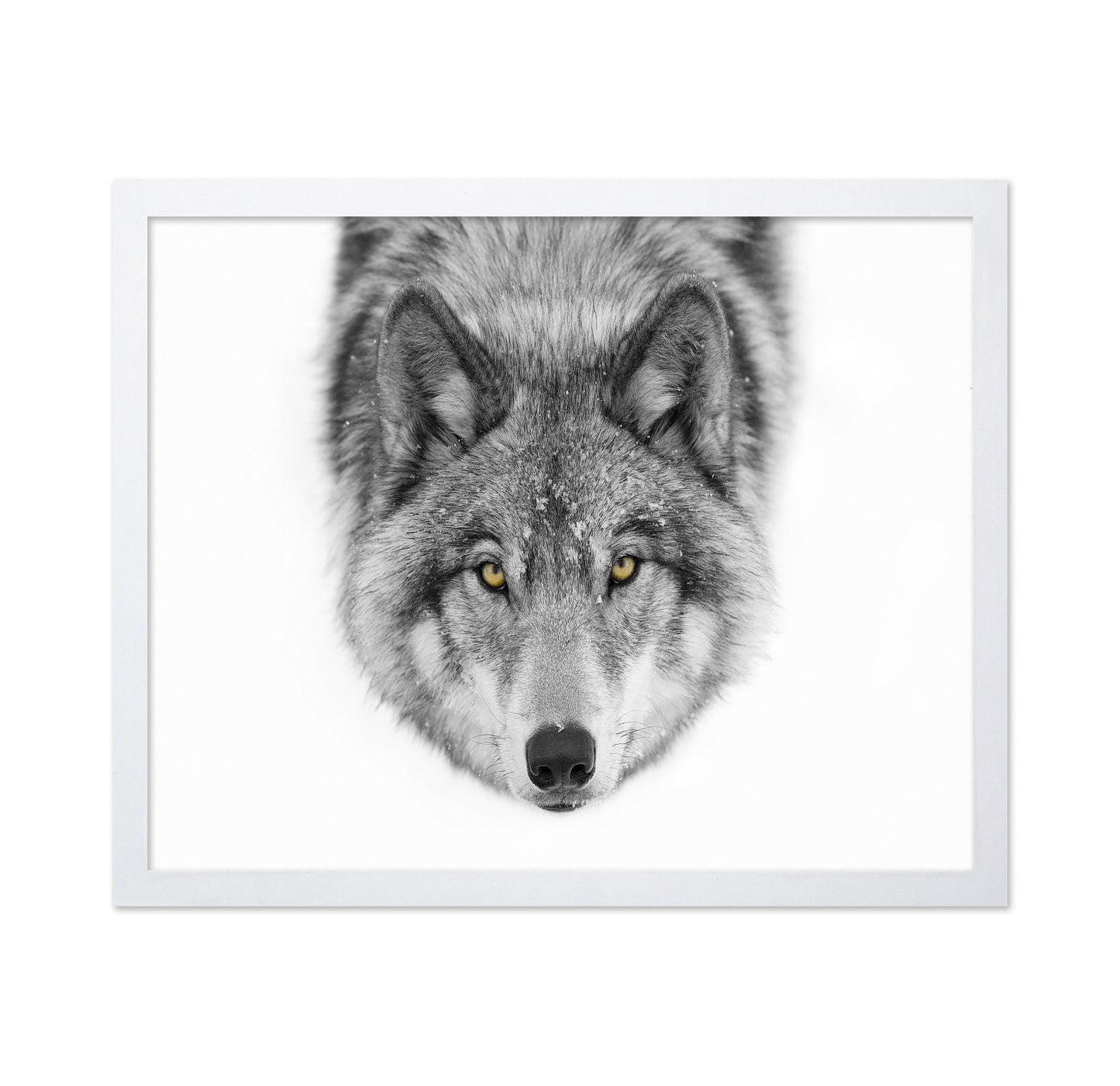 Yellow Eyes - Timber Wolf