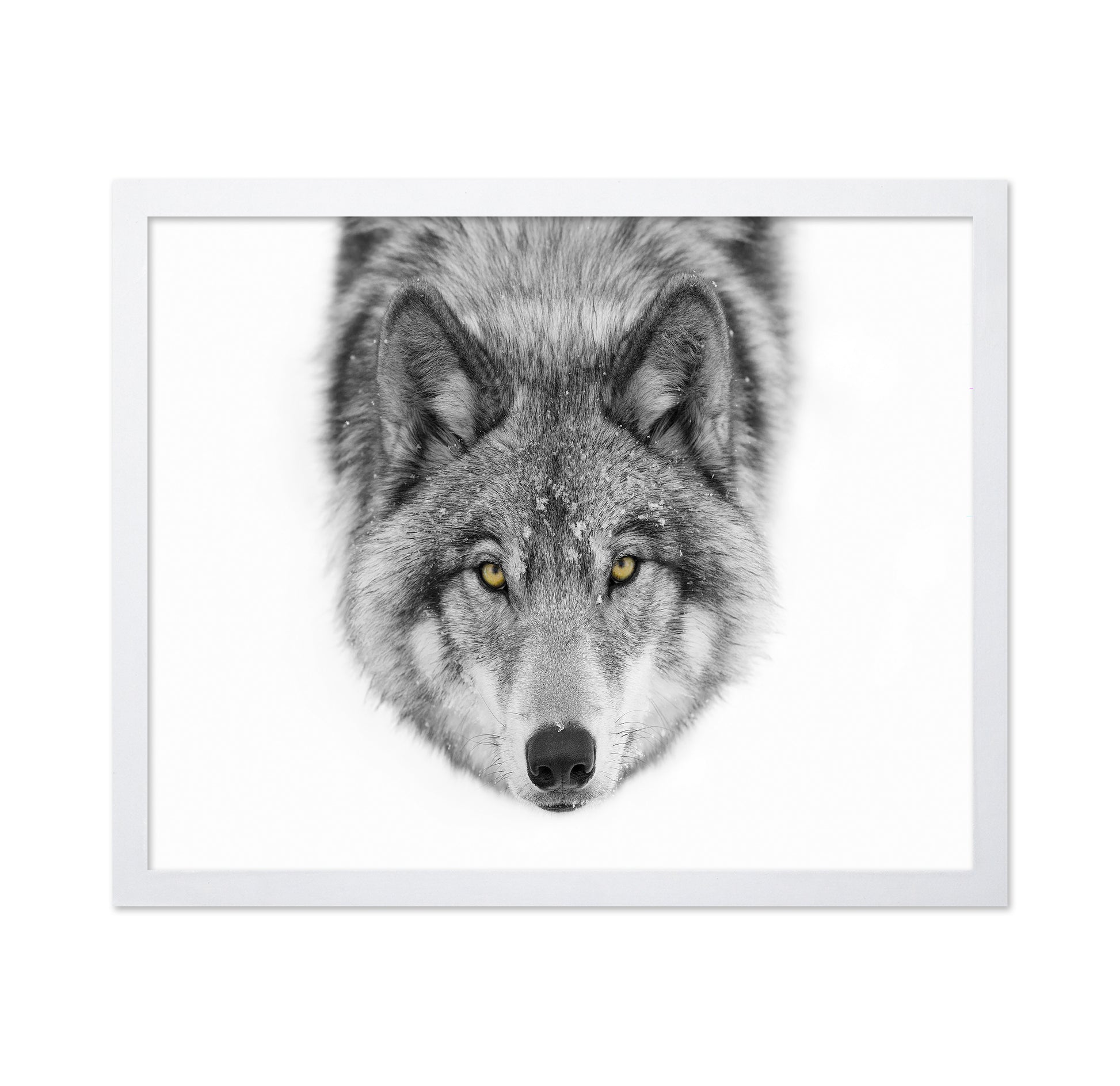 Yellow Eyes - Timber Wolf