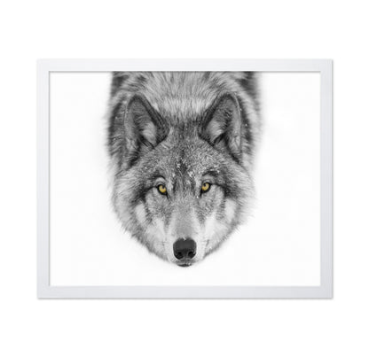 Yellow Eyes - Timber Wolf