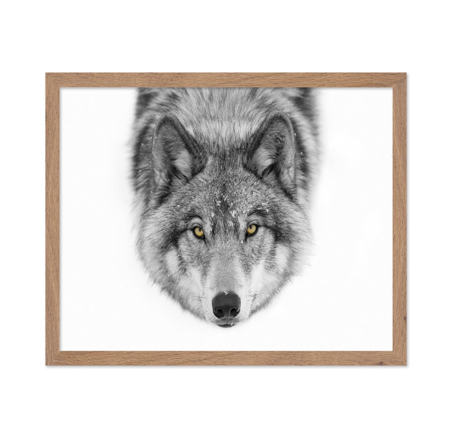 Yellow Eyes - Timber Wolf