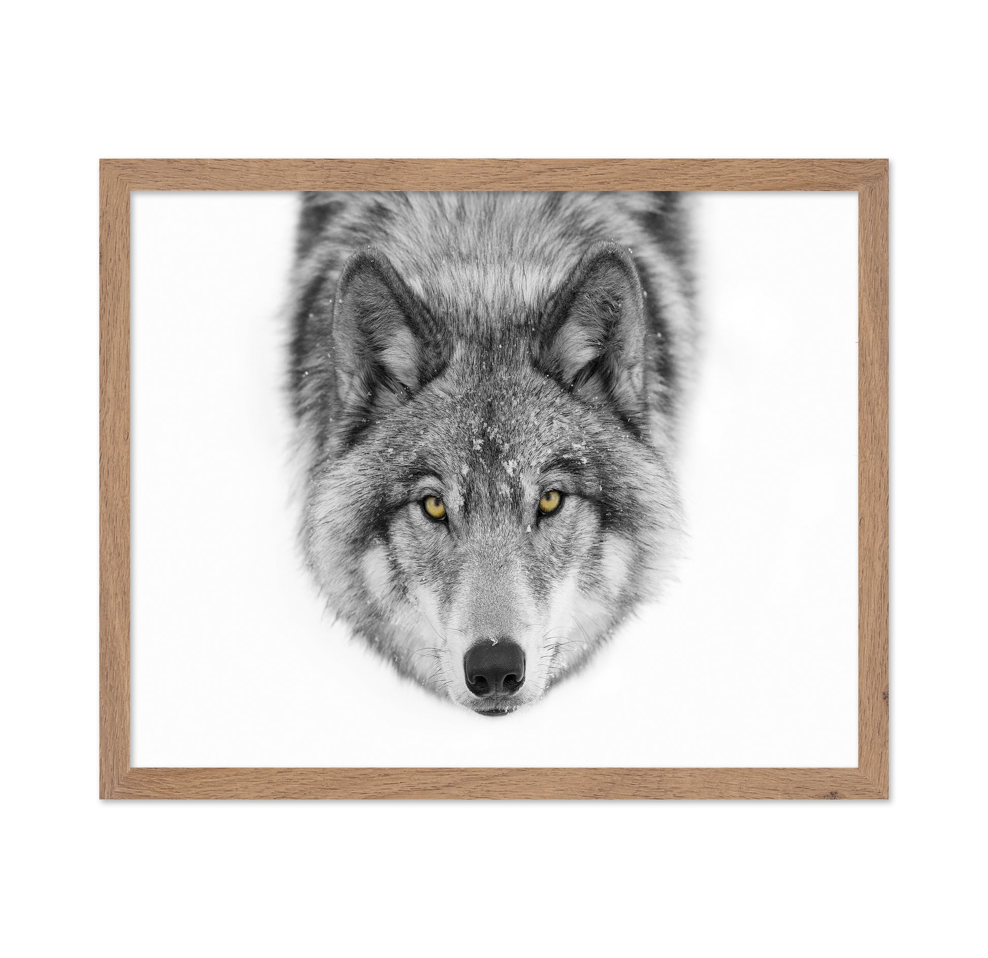 Yellow Eyes - Timber Wolf