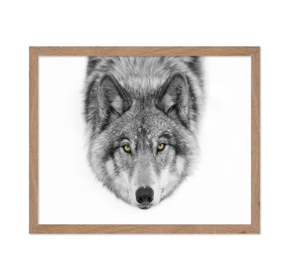 Yellow Eyes - Timber Wolf
