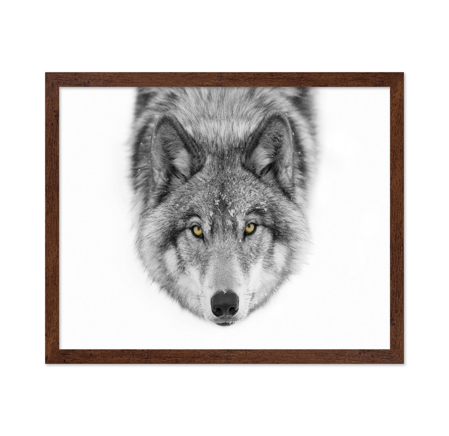 Yellow Eyes - Timber Wolf