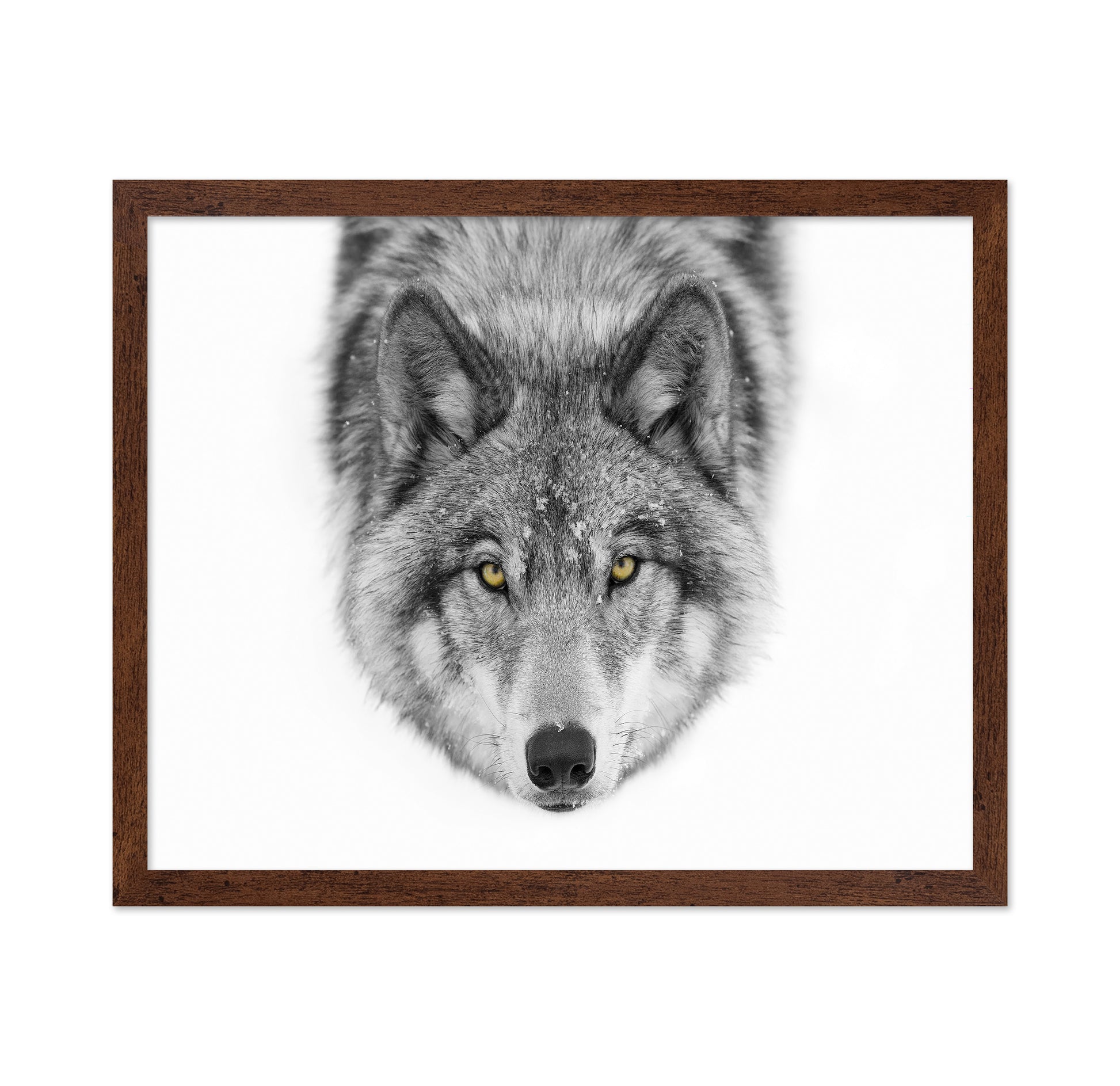 Yellow Eyes - Timber Wolf