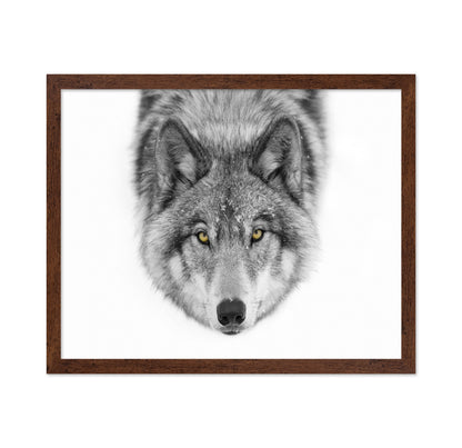 Yellow Eyes - Timber Wolf