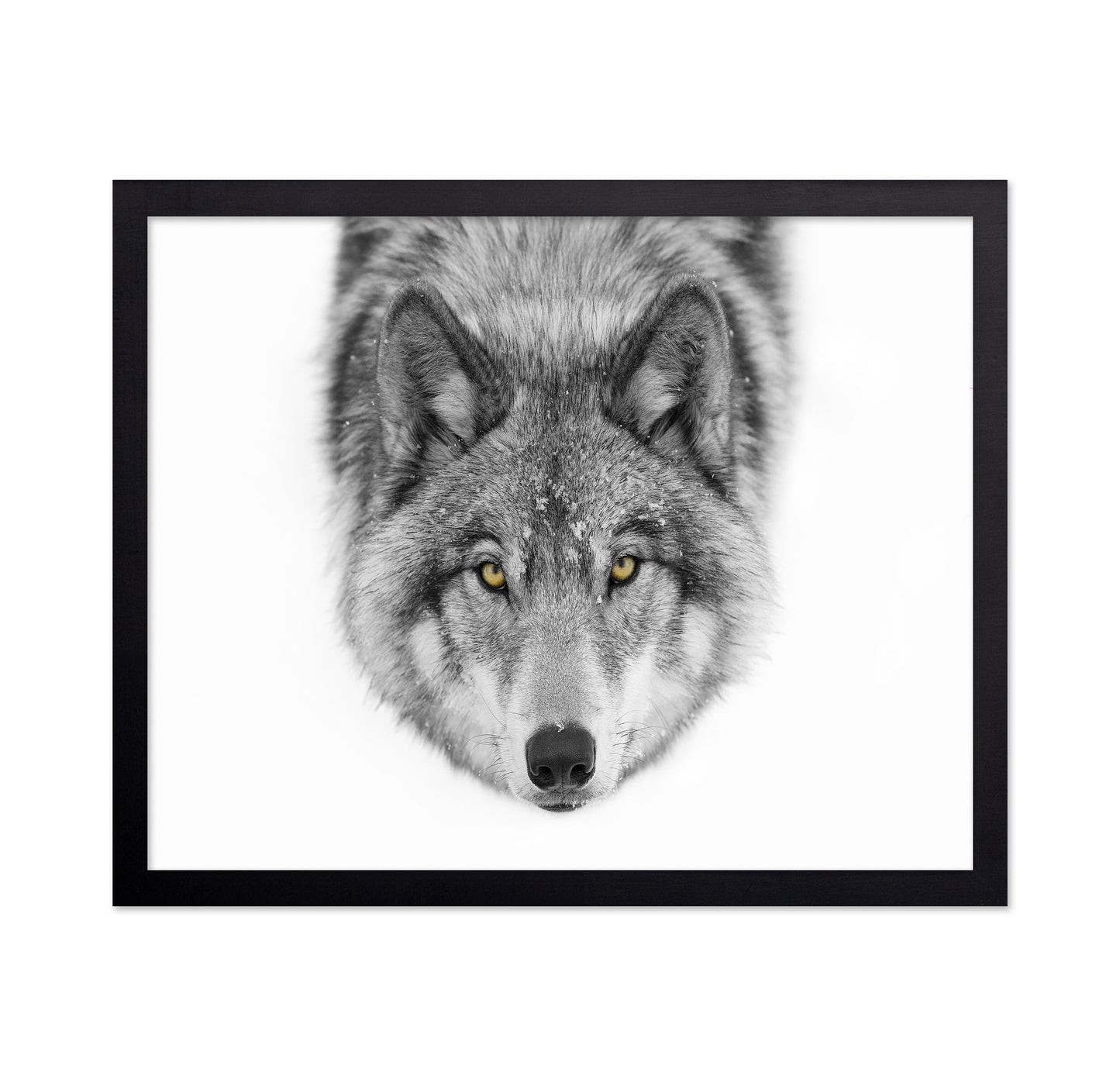 Yellow Eyes - Timber Wolf