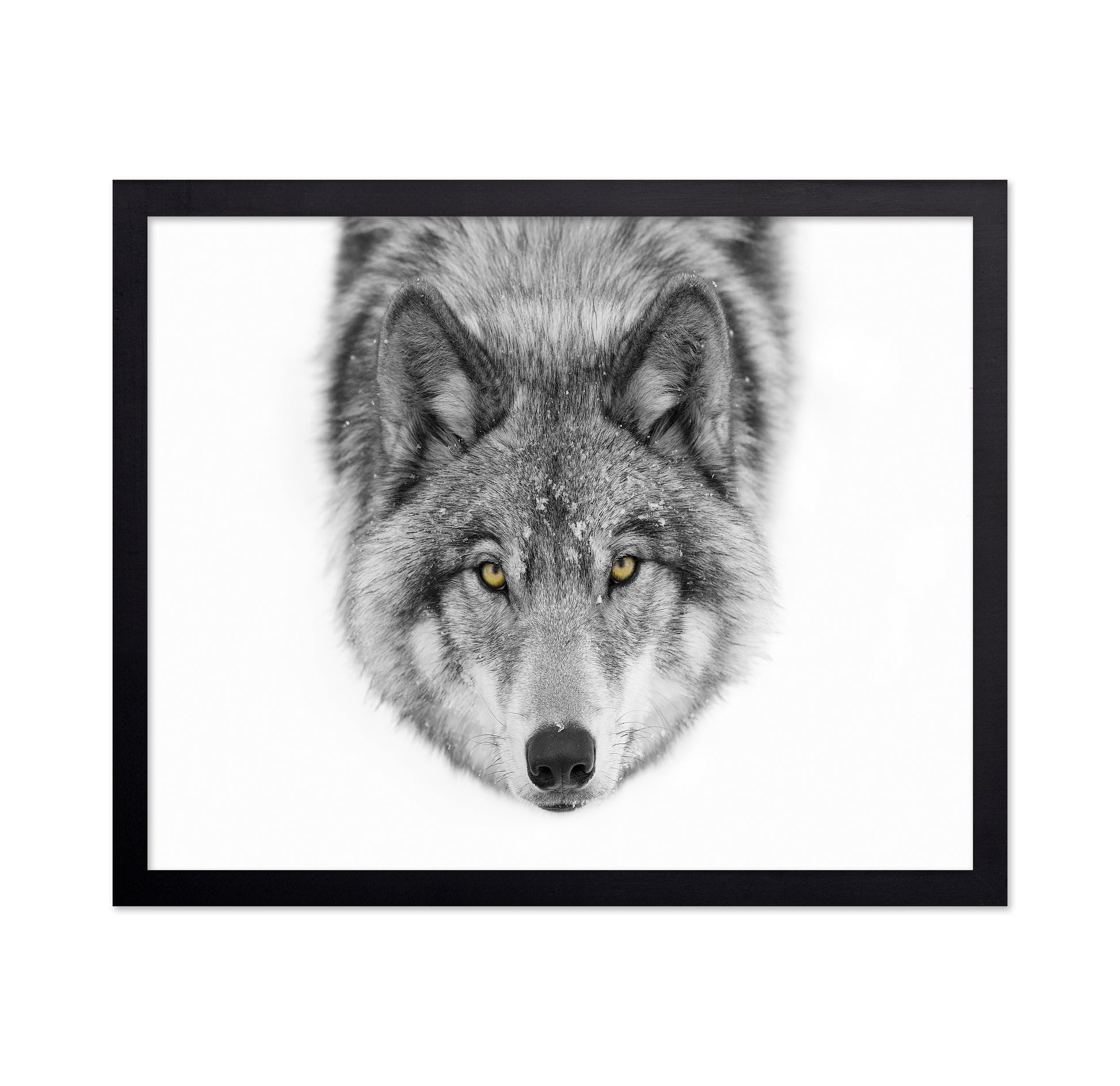 Yellow Eyes - Timber Wolf