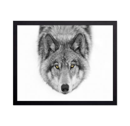 Yellow Eyes - Timber Wolf