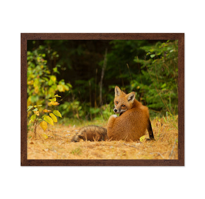 Red Fox Looks Back