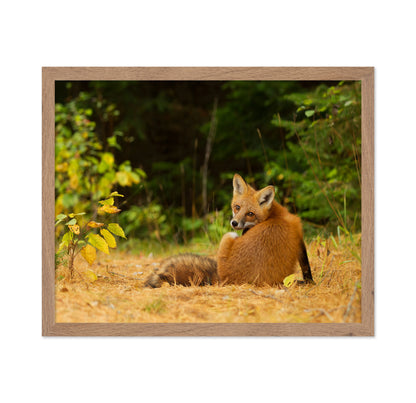 Red Fox Looks Back