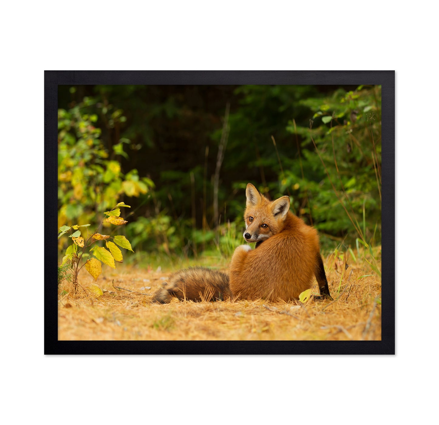 Red Fox Looks Back