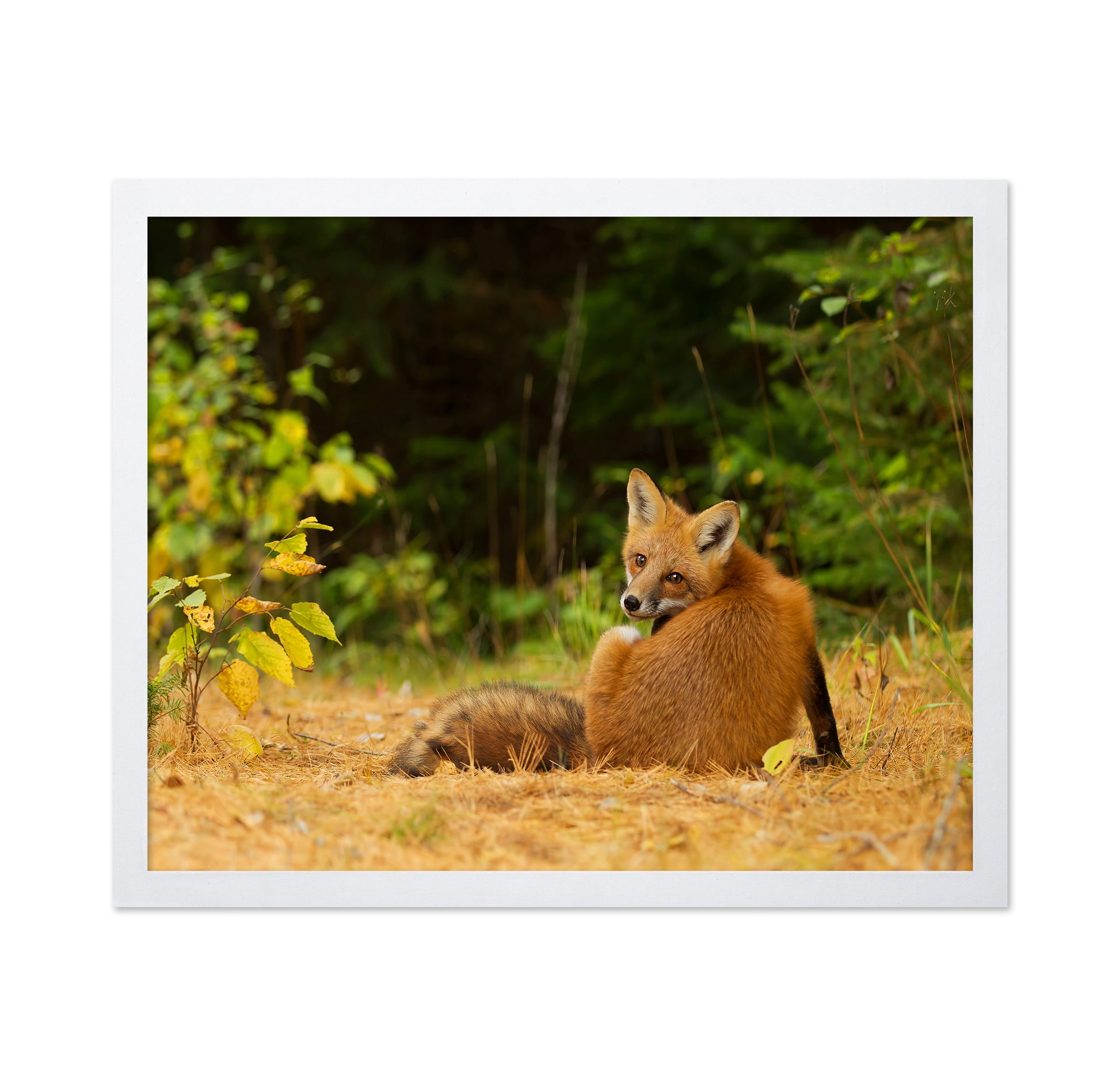 Red Fox Looks Back
