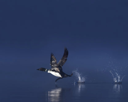 Loon Flight