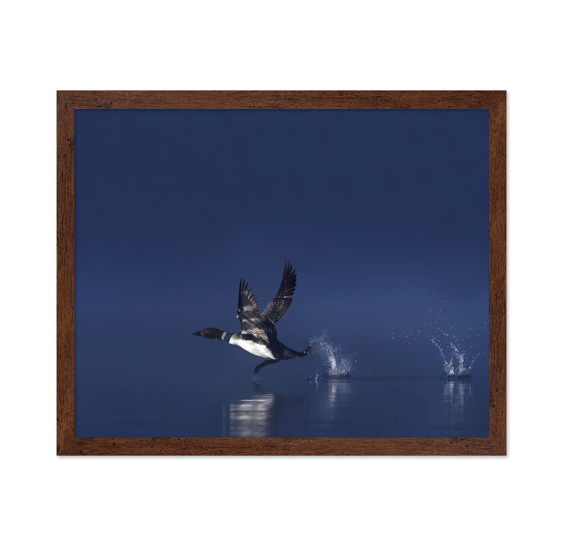 Loon Flight
