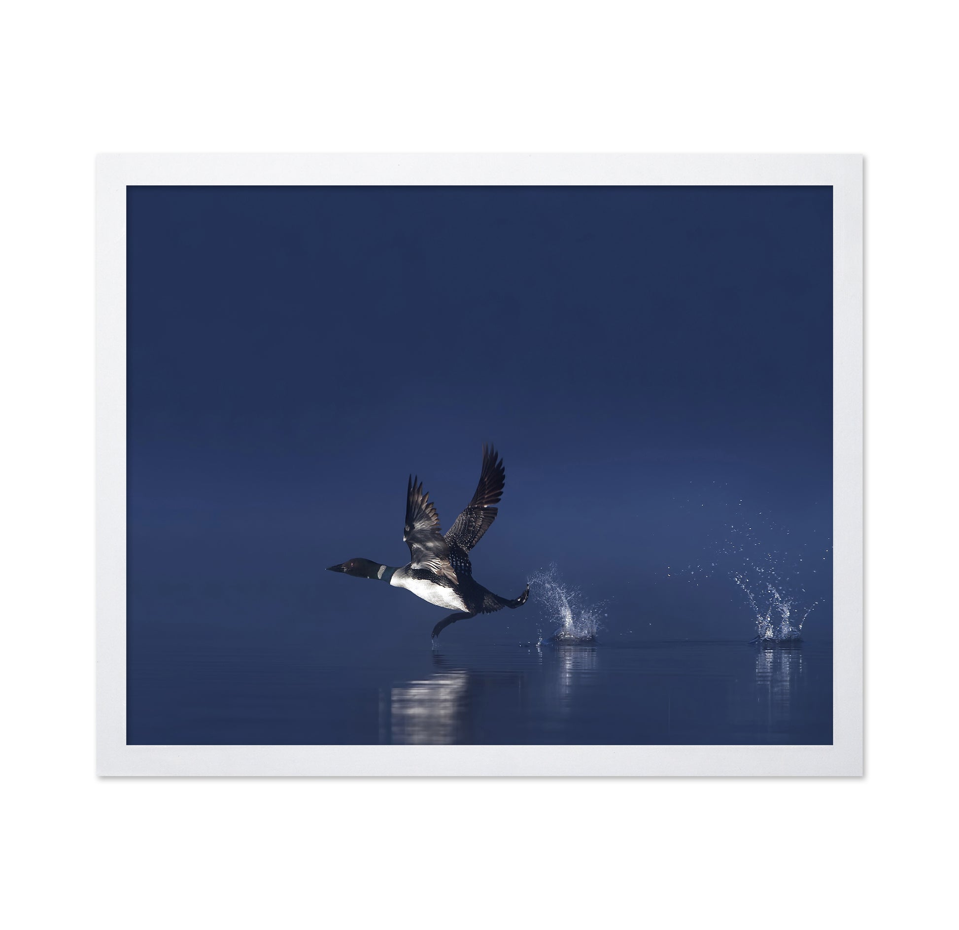 Loon Flight