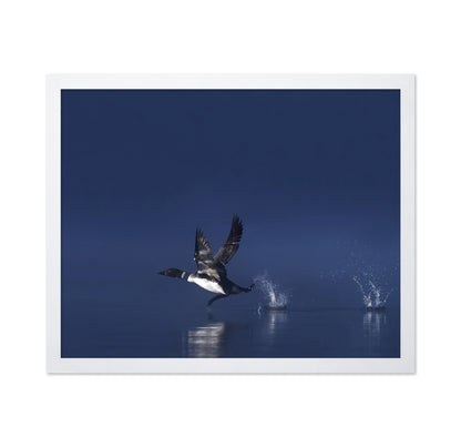 Loon Flight