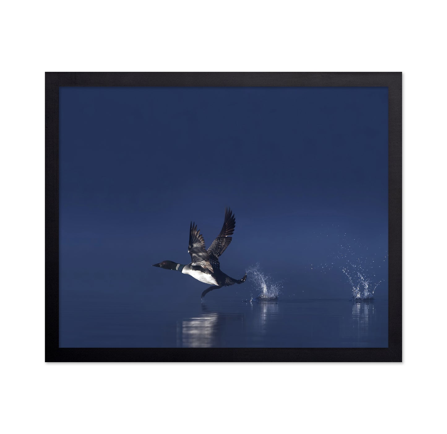 Loon Flight
