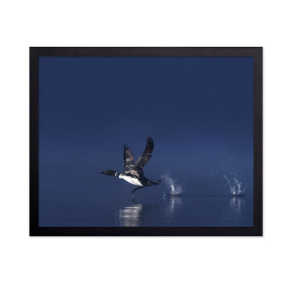 Loon Flight
