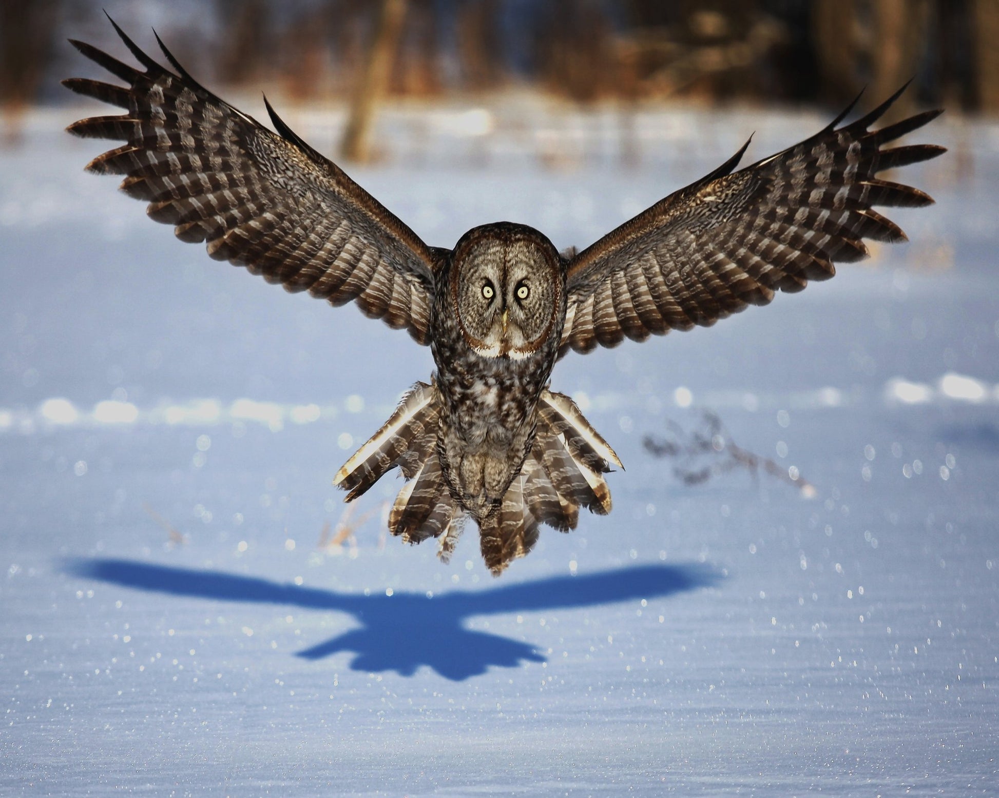 In Your Face - Great Grey Owl