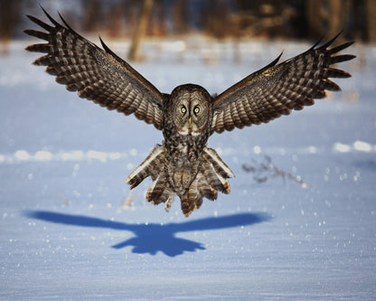 In Your Face - Great Grey Owl