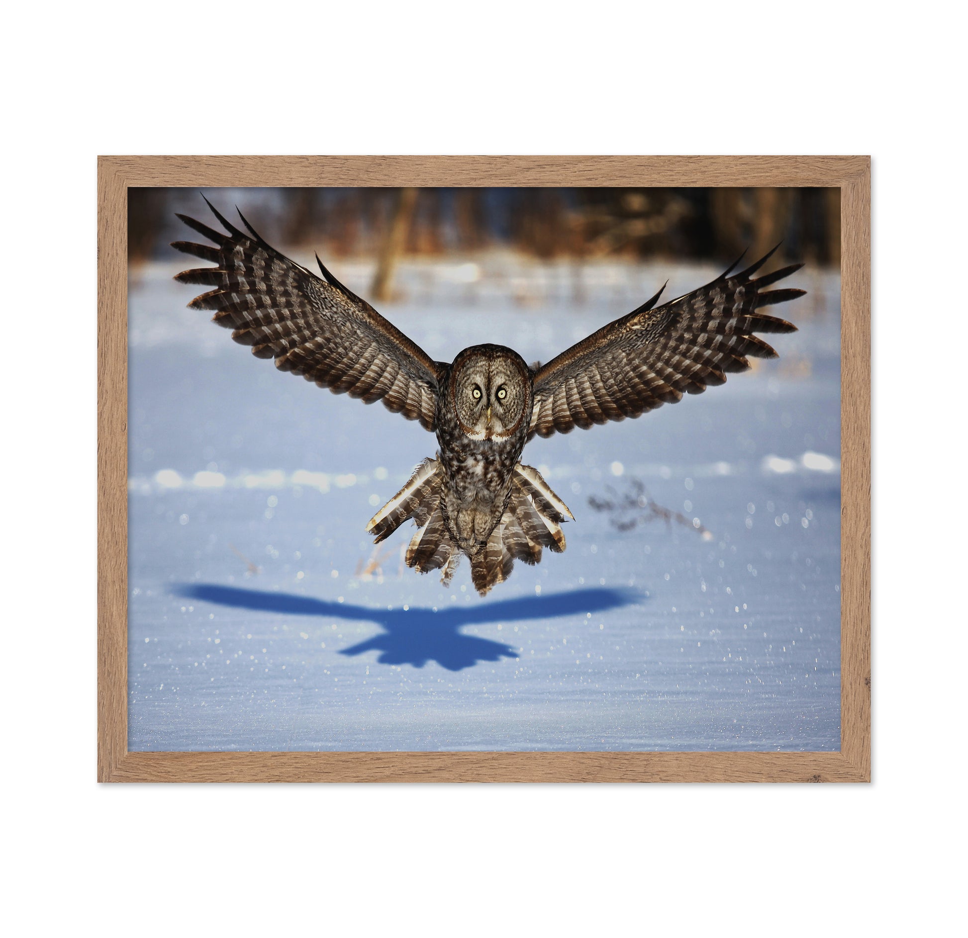 In Your Face - Great Grey Owl
