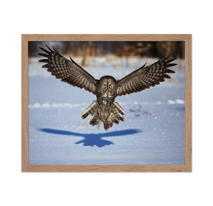 In Your Face - Great Grey Owl