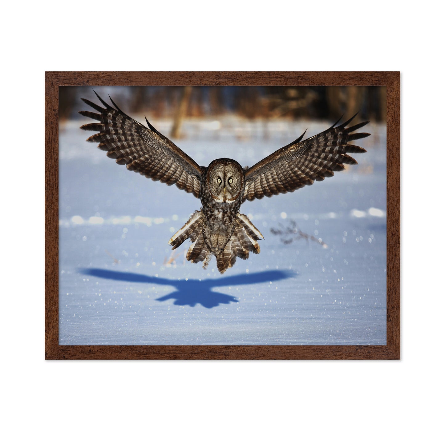 In Your Face - Great Grey Owl