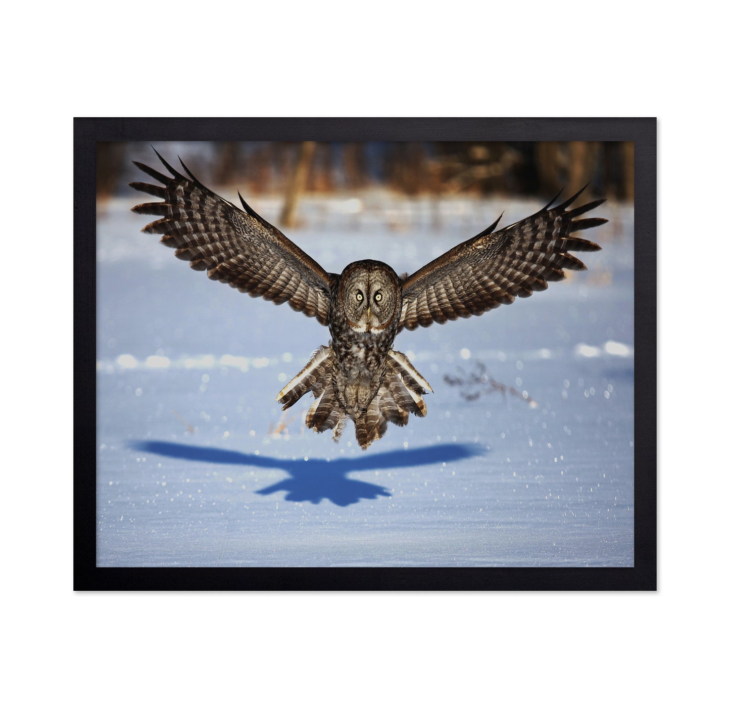 In Your Face - Great Grey Owl