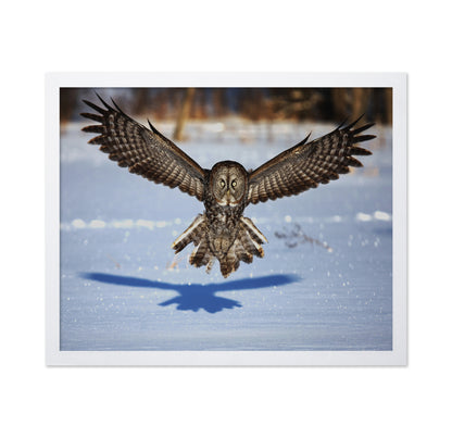 In Your Face - Great Grey Owl