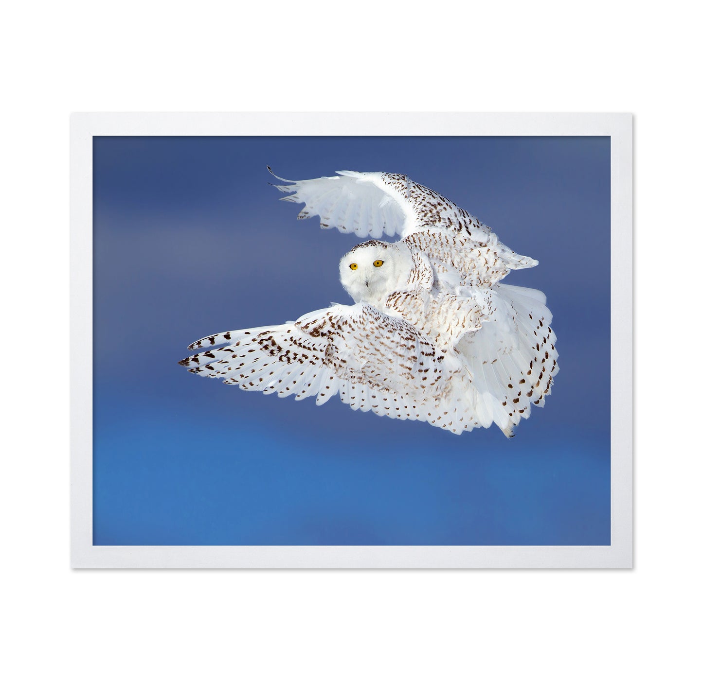 Flight of the Snowy - Snowy Owl