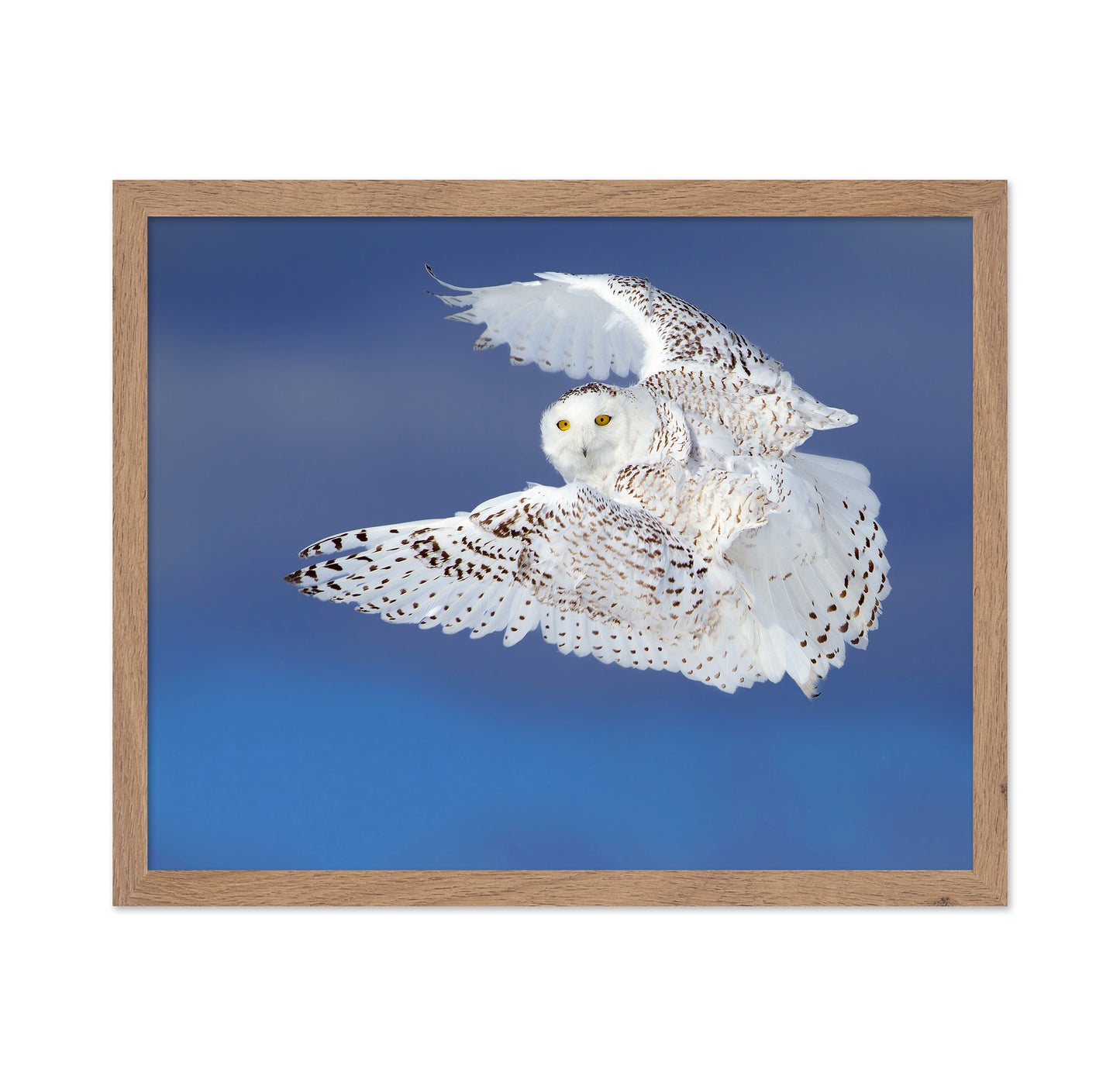 Flight of the Snowy - Snowy Owl