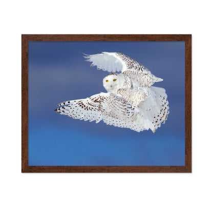 Flight of the Snowy - Snowy Owl