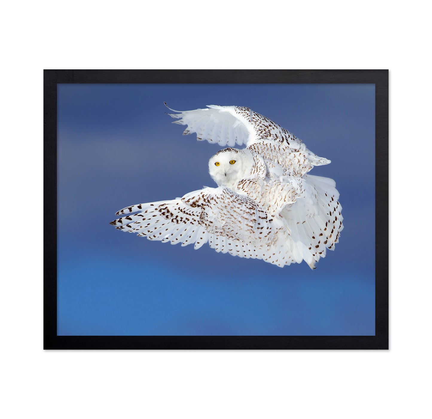 Flight of the Snowy - Snowy Owl