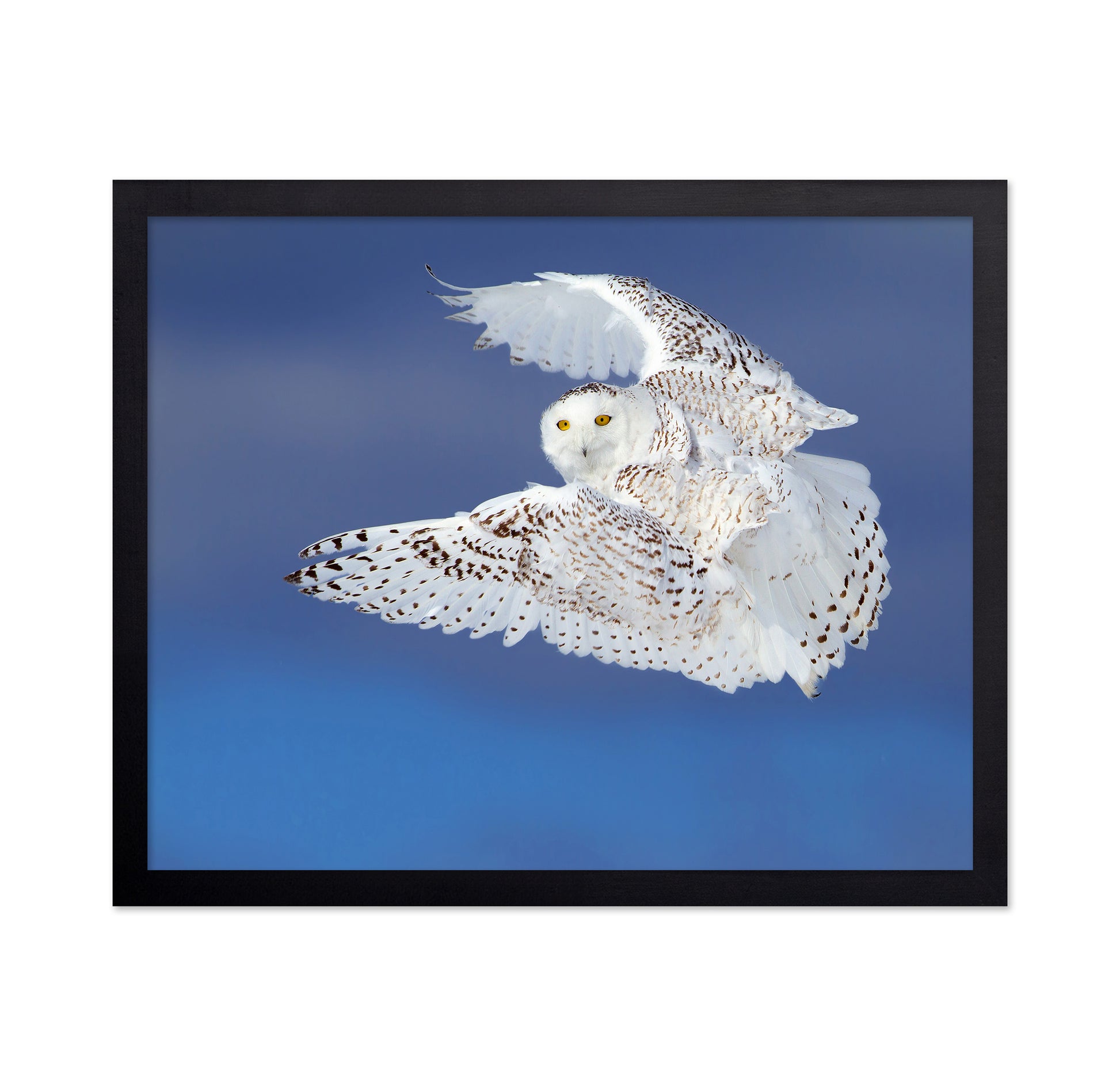 Flight of the Snowy - Snowy Owl