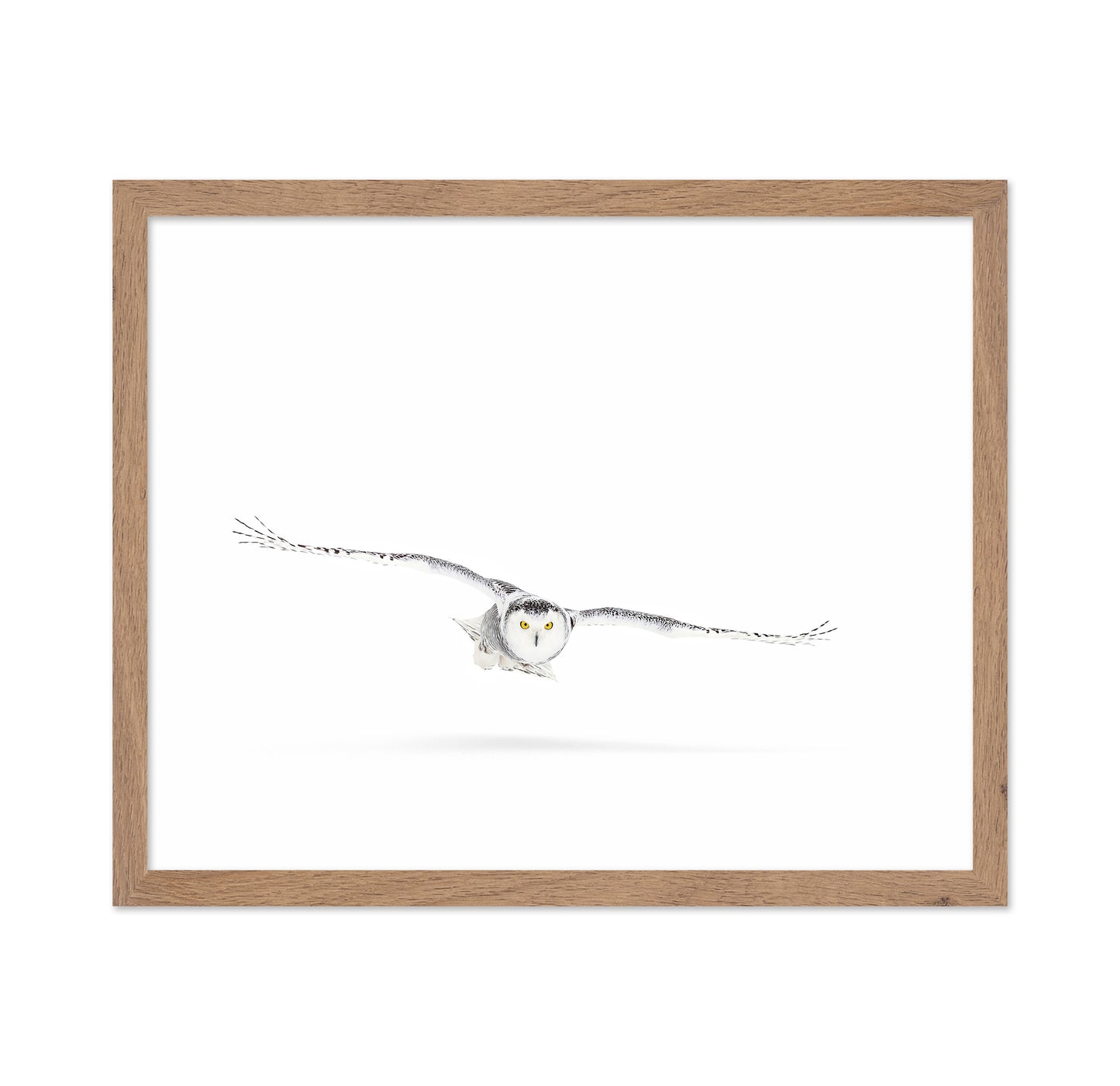 Snowy Owl On The Hunt