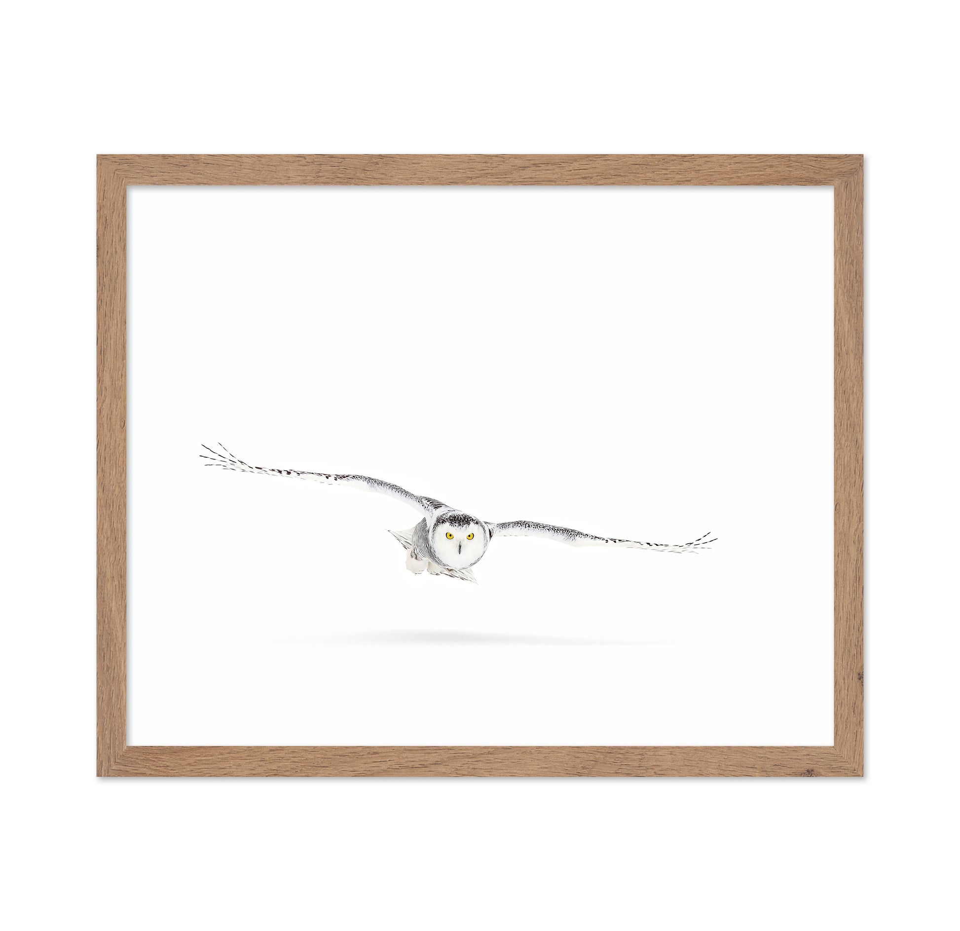 Snowy Owl On The Hunt