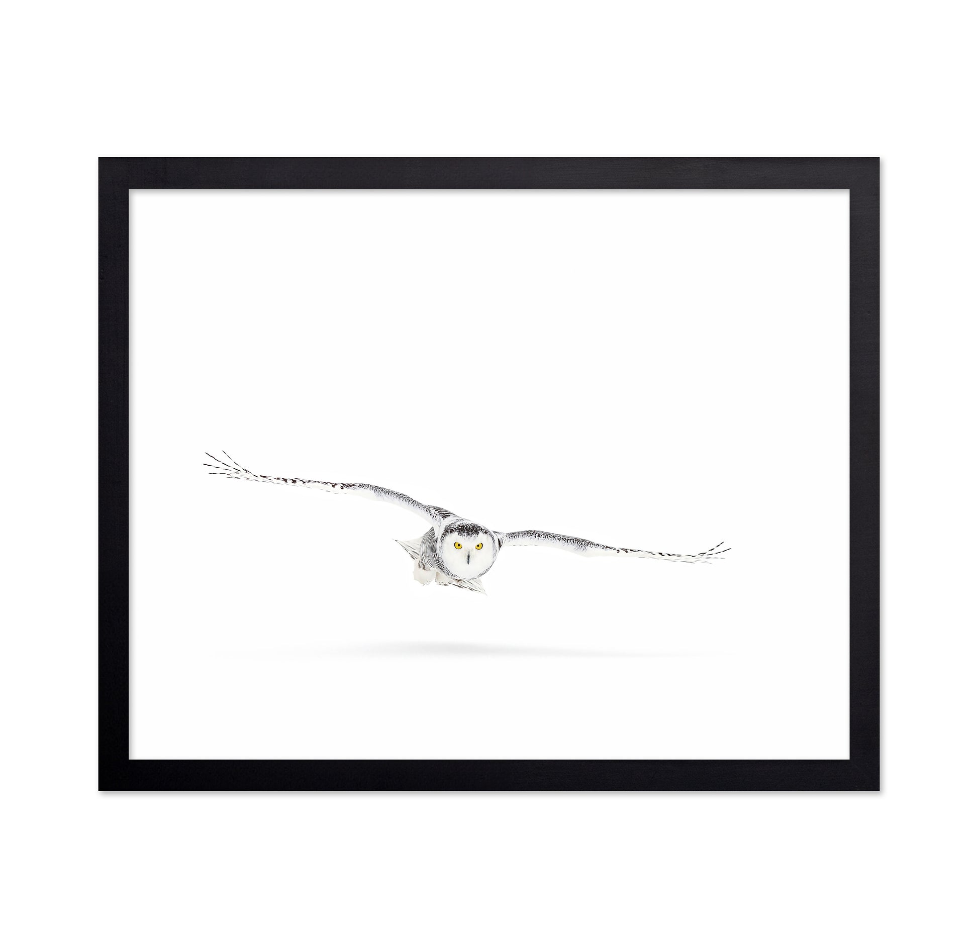 Snowy Owl On The Hunt