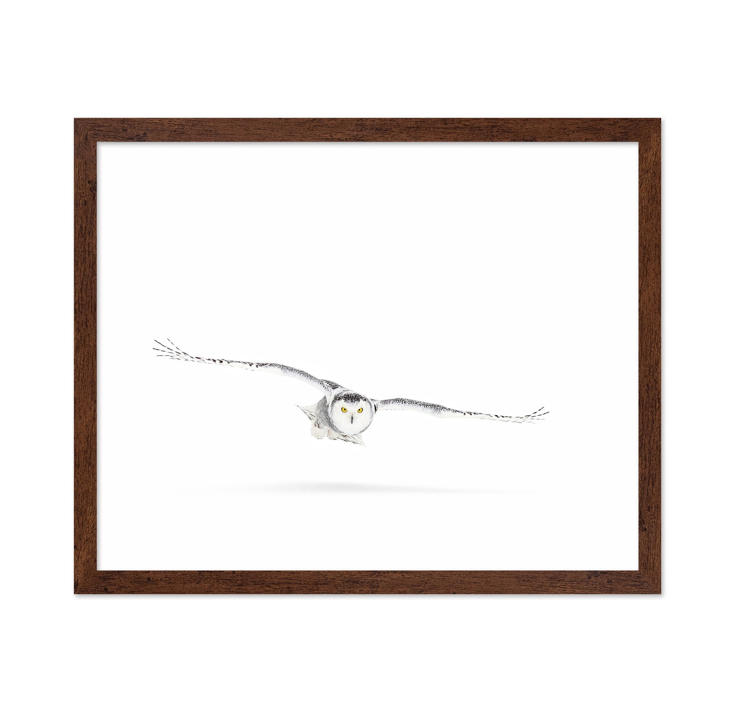 Snowy Owl On The Hunt