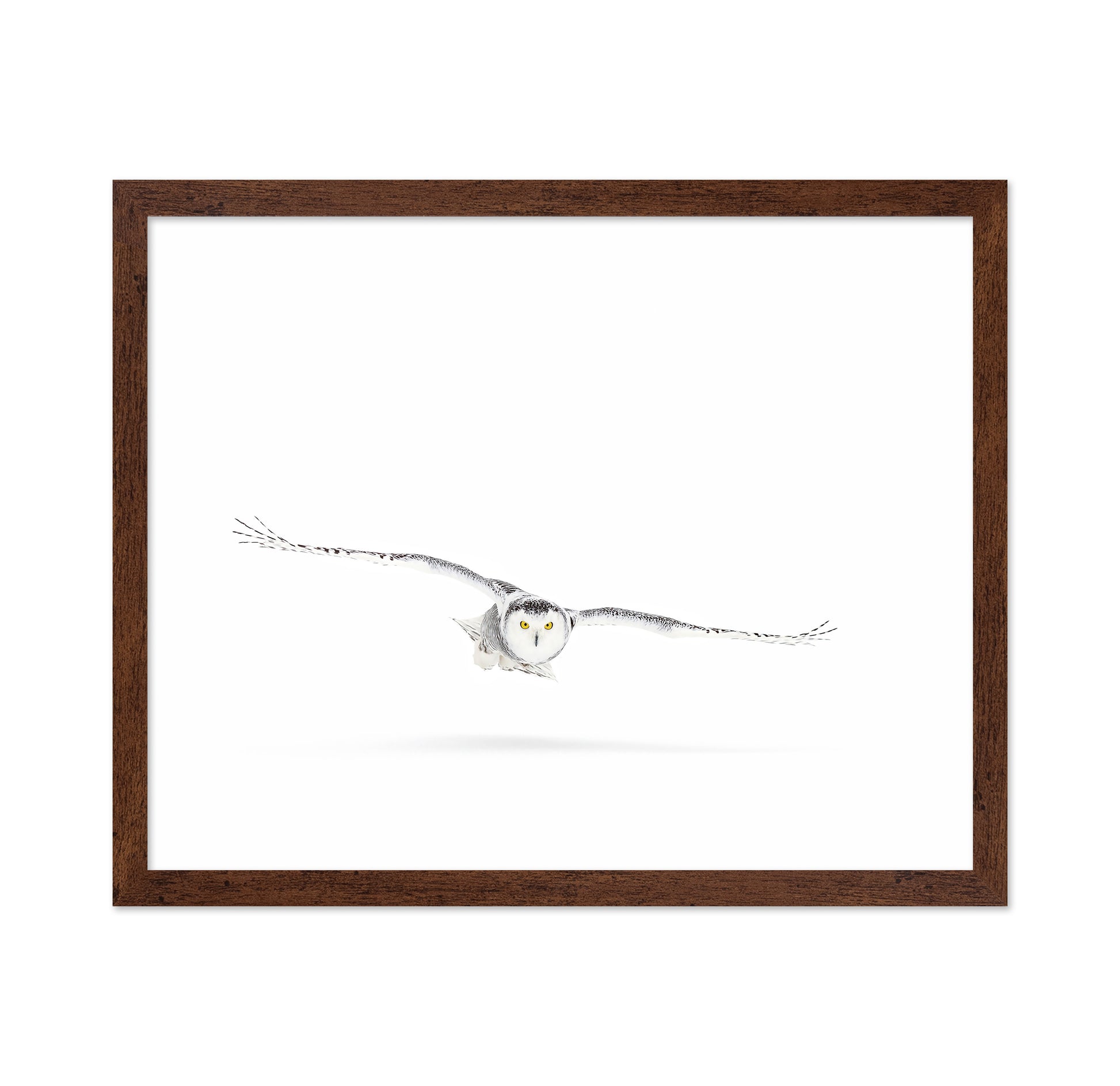 Snowy Owl On The Hunt