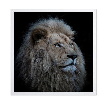Proud Lion