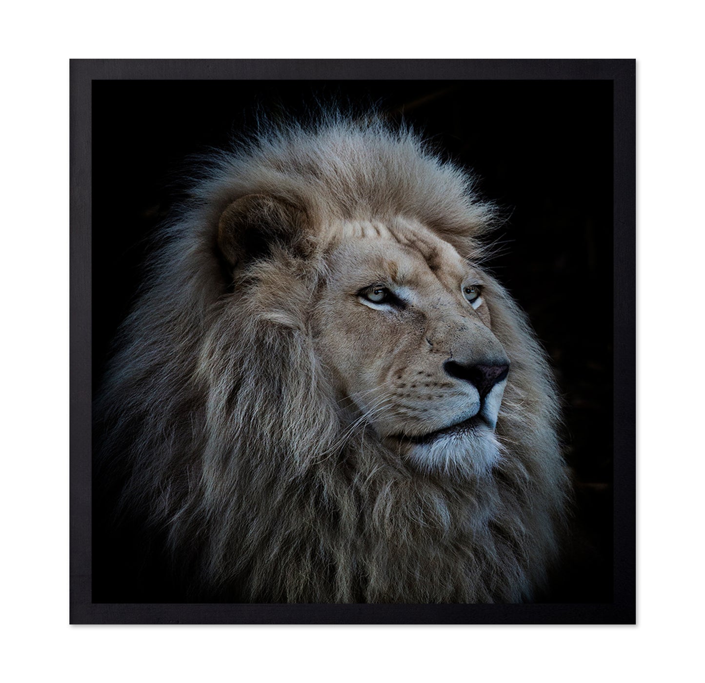 Proud Lion