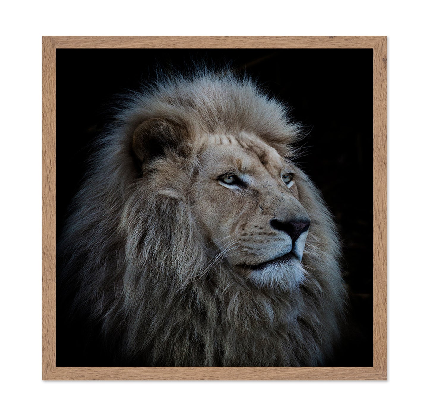 Proud Lion